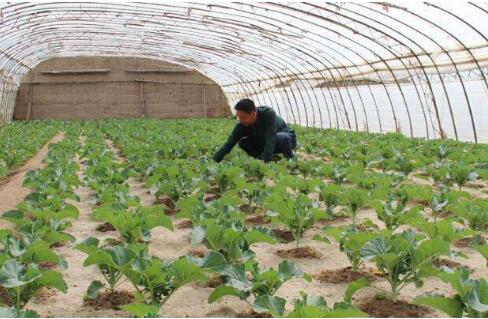 花椰菜塑料大棚春季早熟栽培技术