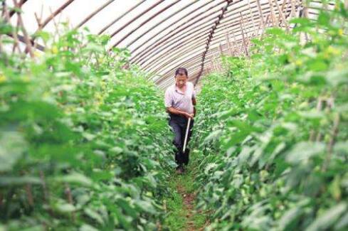 秋冬季设施番茄科学施肥的指导意见