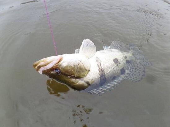 桂鱼是淡水鱼还是海鱼？鳜鱼的养殖技术