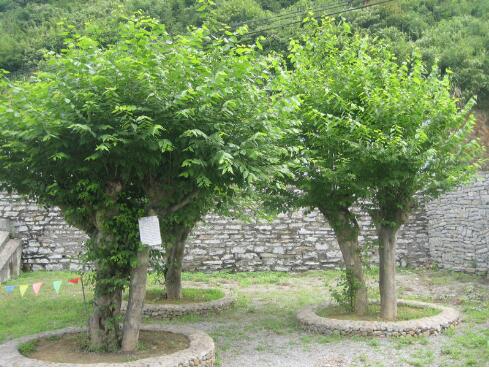 青檀全株都是宝种植前景无限好