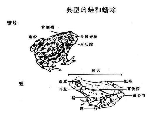 青蛙和牛蛙的区别图片