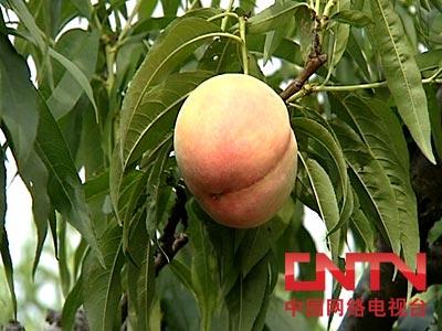 水蜜桃的采收、贮藏与保鲜技术