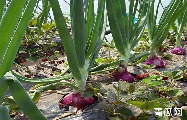 洋葱种植的田间管理技术介绍