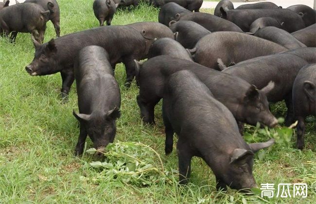 黑猪 养殖 日常管理