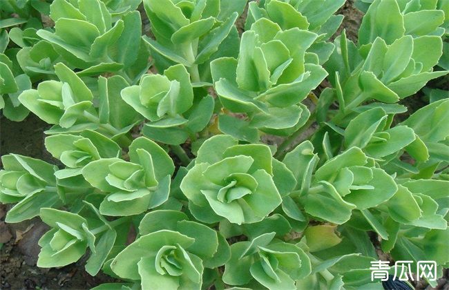 常见的多肉品种有哪些 农村致富经 常见的多肉品种有哪些 农村致富经