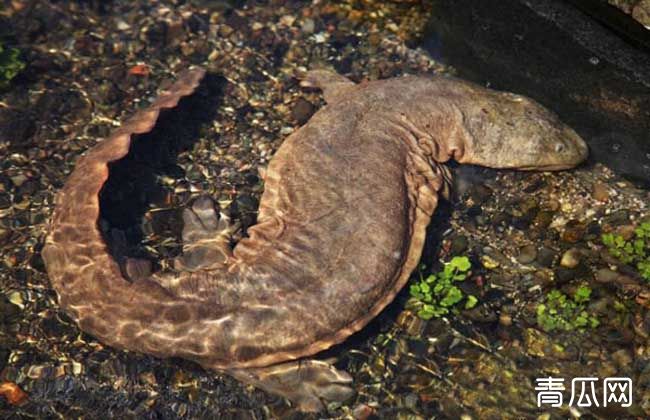 养娃娃鱼犯法吗