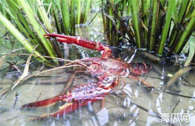 养殖小龙虾难在哪里