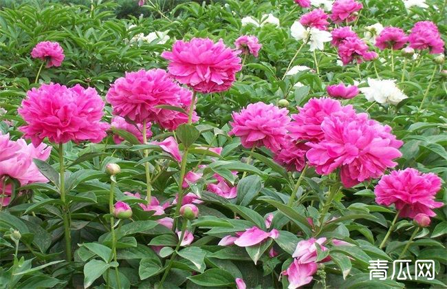 芍药 种植 技巧