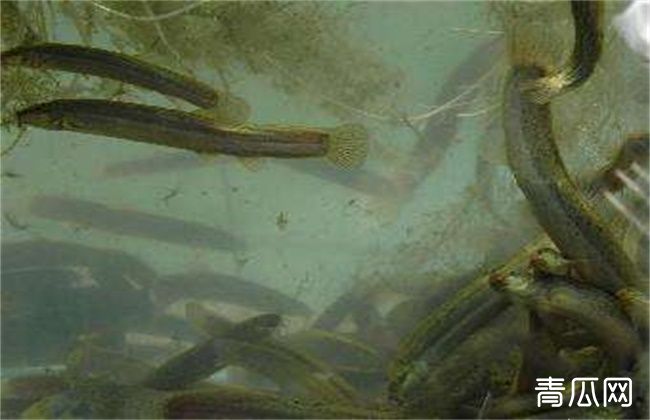 泥鳅常见的几种养殖模式