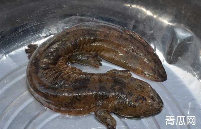 吃娃娃鱼犯法吗