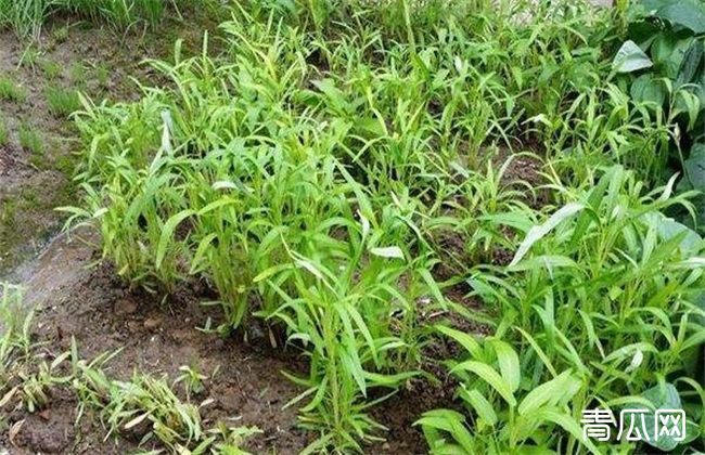 空心菜种植技术技巧 农村致富经