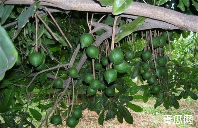 夏威夷果 生长环境 要求
