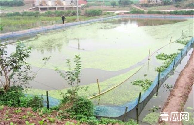 泥鳅的养殖技术