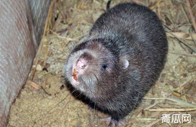 养殖竹鼠有销路吗