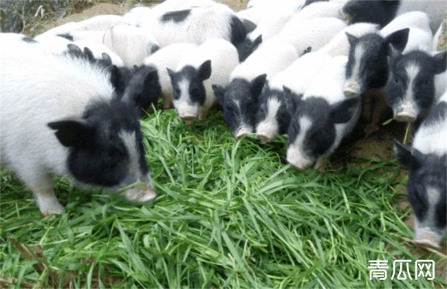 养殖 香猪 注意事项