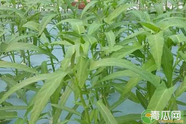 空心菜的栽培时间和技术 农村致富经