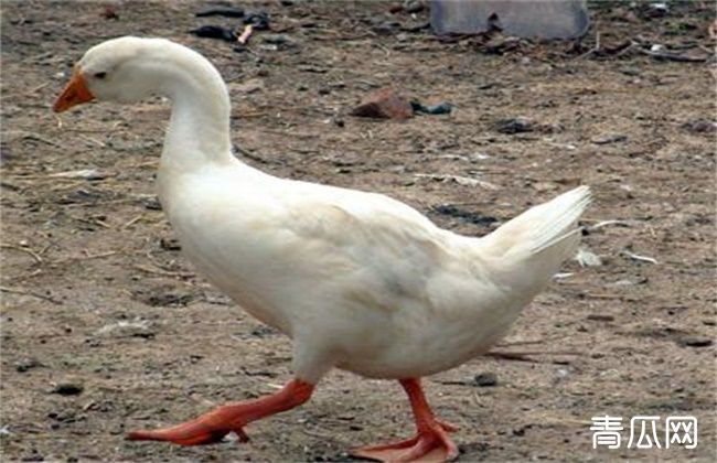 种鹅饲养管理技术