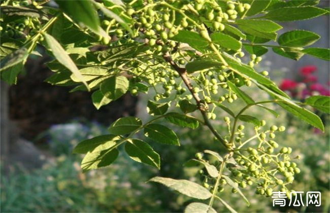 花椒 修剪 技术