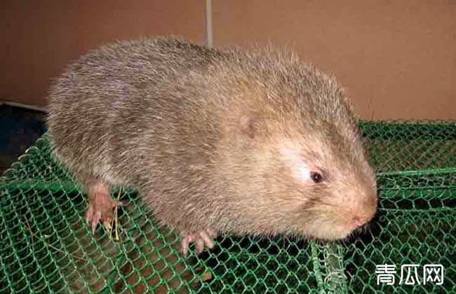 养殖竹鼠有销路吗