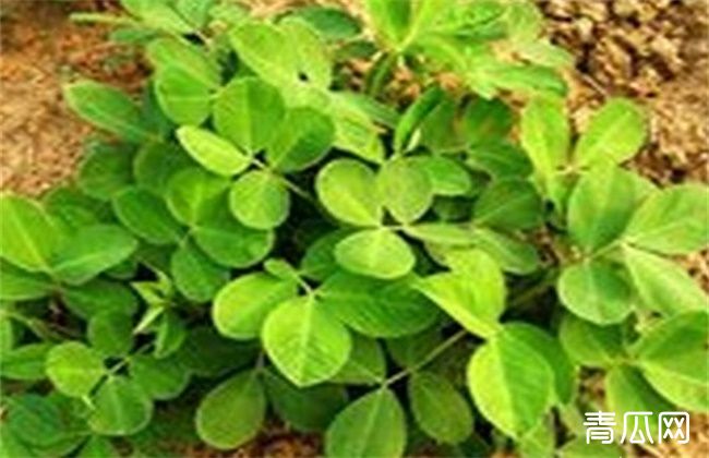 花生清棵蹲苗技术