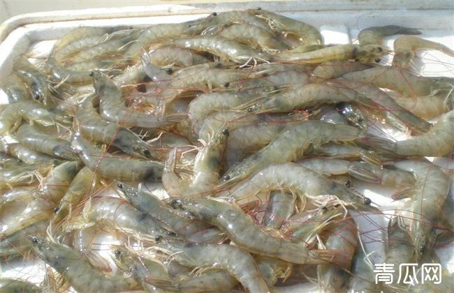 南美白对虾 养殖 注意事项