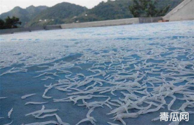 银鱼 养殖 技术