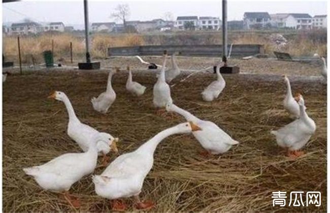 冬季养鹅注意事项