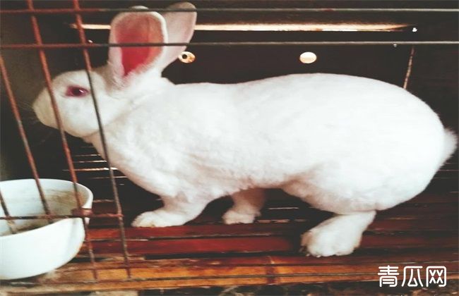 兔子 四季管理 养殖