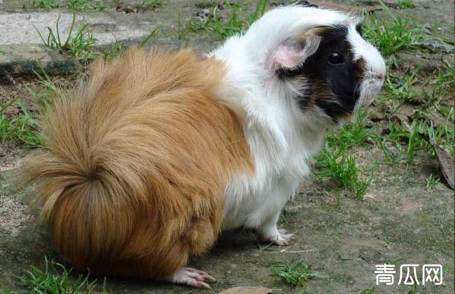 花毛豚养殖技术