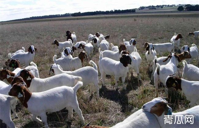 冬季 养羊 注意事项