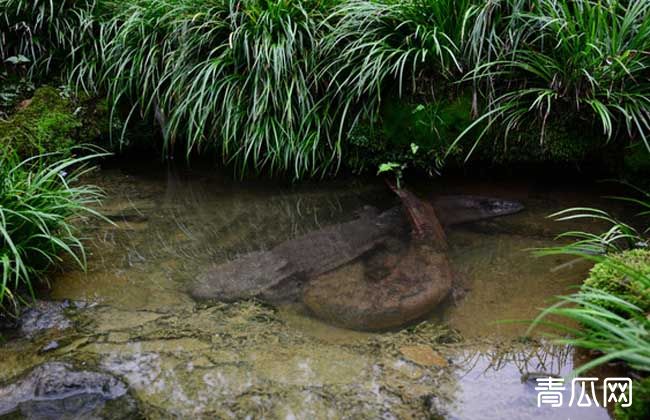 吃娃娃鱼犯法吗