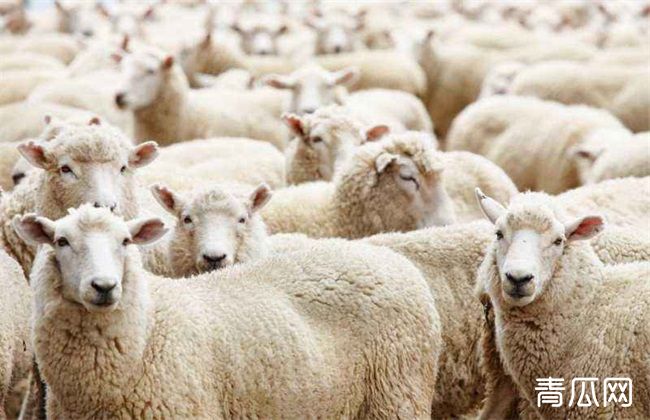肉羊 养殖效益 影响因素