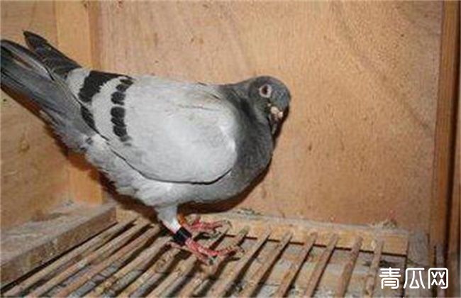 鸽子出现歪脖现象的原因