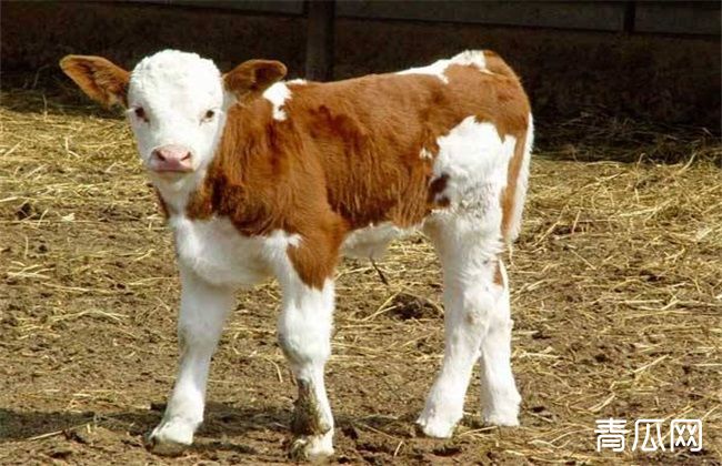 犊牛 发烧 怎么办