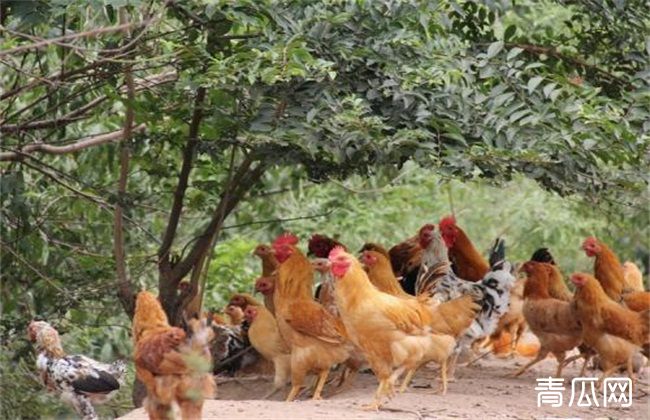 养鸡