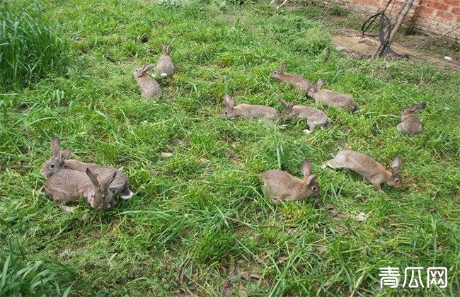 野兔养殖 冬季 管理要点