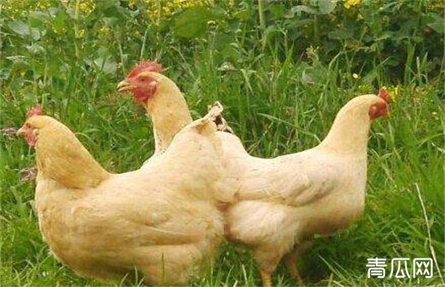 肉鸡 养殖 优势