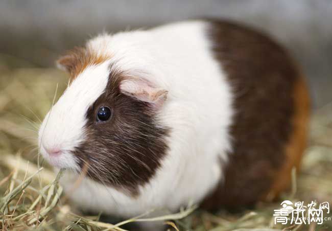 荷兰猪怎么养才能养好呢