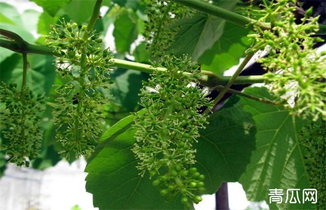 葡萄花序小该怎么办 农村致富经