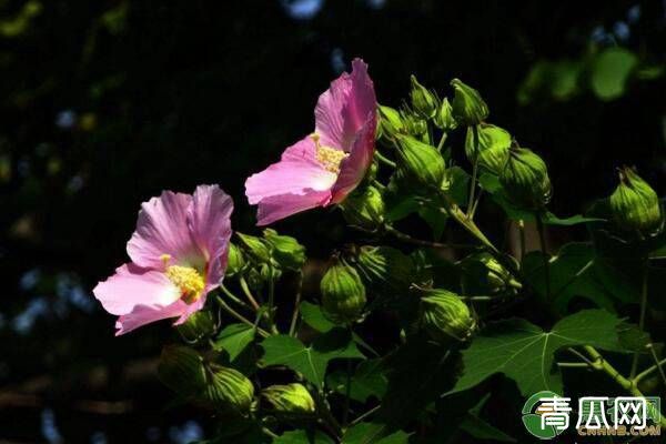 木芙蓉的养殖技术及养护方法