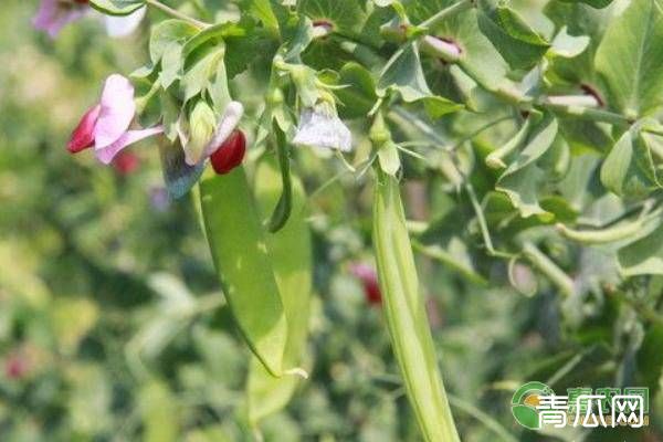 荷兰豆的肥料怎么施肥 每次用多少量