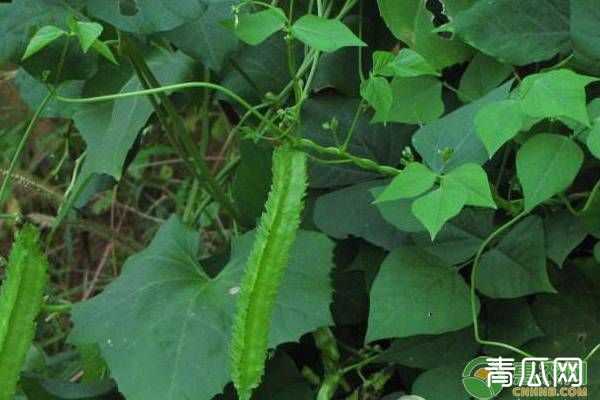 四棱豆各时期花蕾脱落的原因及防治措施