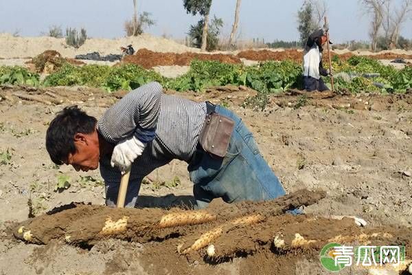 山药死藤是什么原因？防治方法了解下