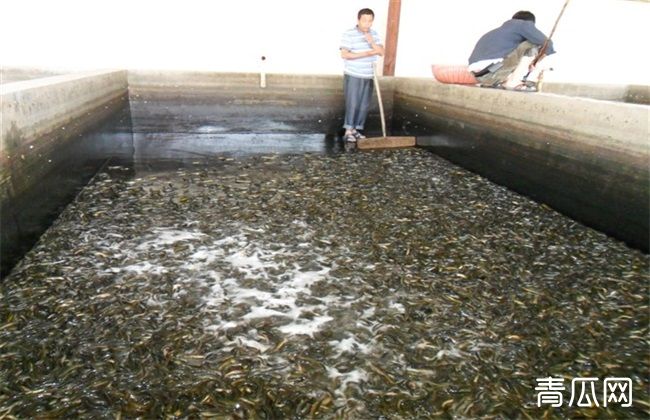 提高成活率 泥鳅 方法