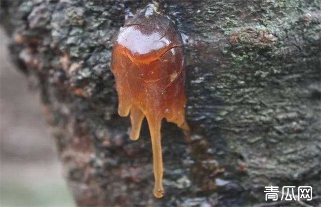 花椒常见病虫害防治措施