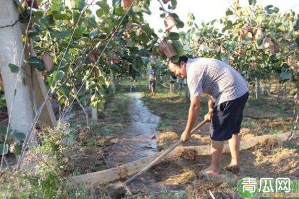 果园抗旱有什么好方法介绍