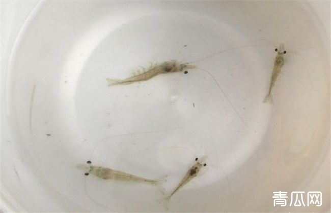 南美白对虾 管理方法 苗期