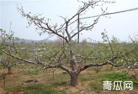 红富士苹果修剪的4大误区 种好苹果不误事