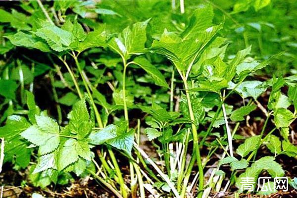 大叶芹怎么种？大叶芹的生物学特性栽培技术