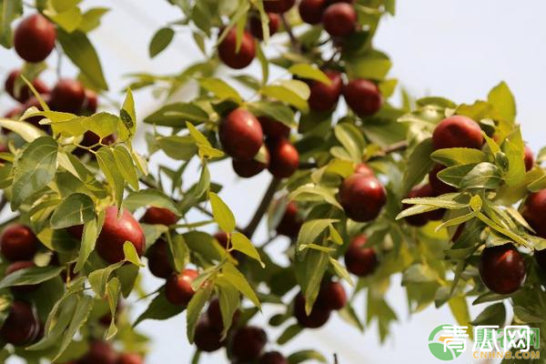 种植高产枣树的施肥技术介绍